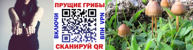 что такое наркотик  Калуга  Псилоцибиновые грибы ЛСД 